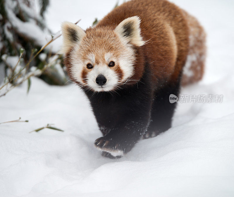 小熊猫(Ailurus Fulgens)在雪中行走